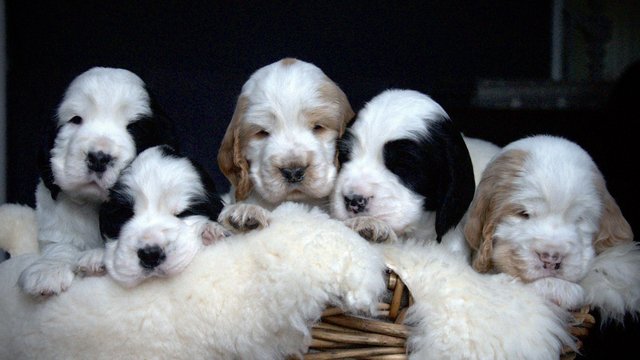 Preview of the first image of Show Cocker Puppies (KC Registered and fully health tested).