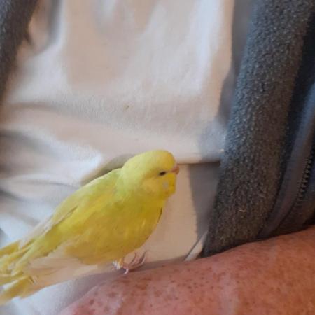 Image 2 of Beautiful baby hand tame budgies for sale