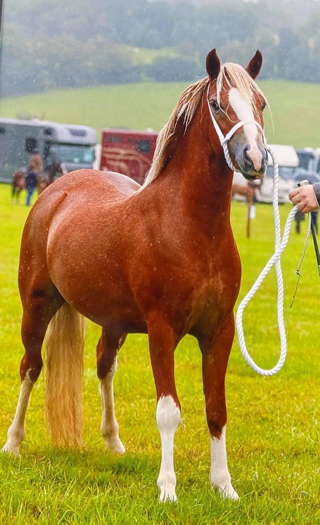Preview of the first image of Quality 5yr old Welsh Section A mare 11.3hh approx.