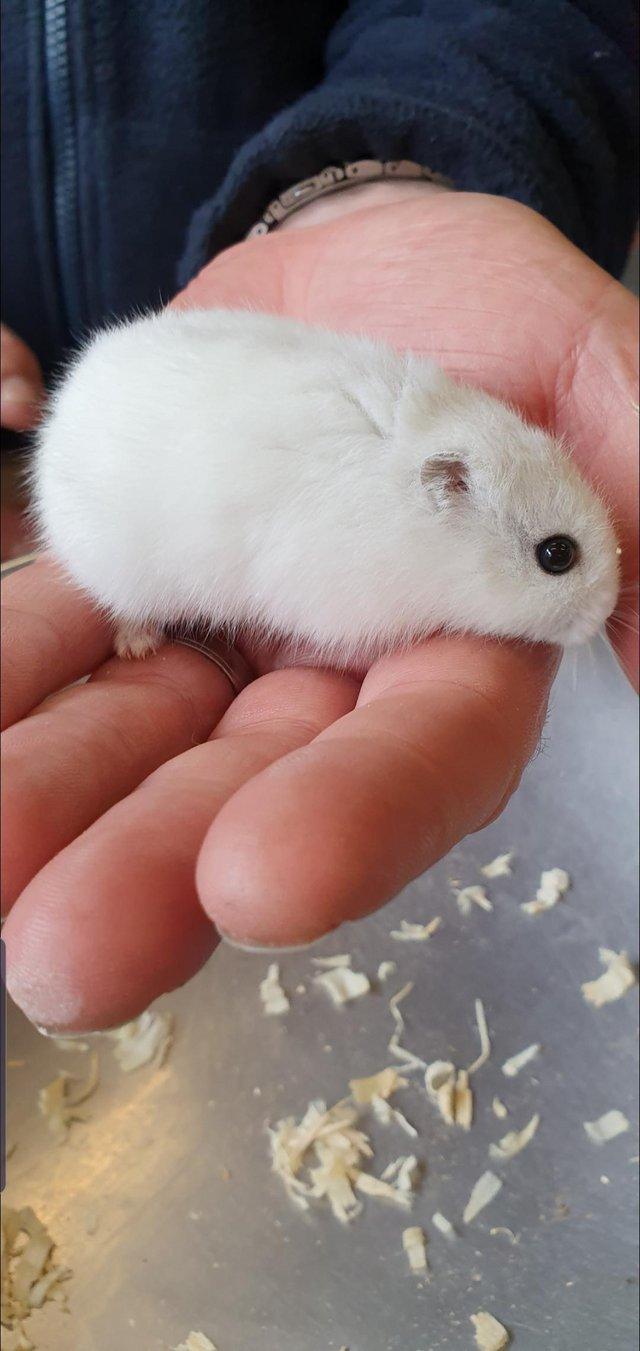 Preview of the first image of Winter White Dwarf Hamsters available.