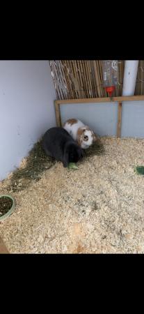Image 2 of Rabbit and small animal rescue