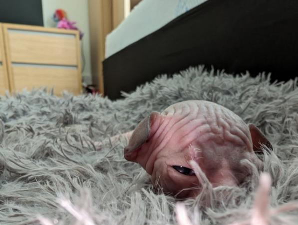 Image 12 of Sphynx kittens ready 18th june