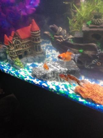 Image 1 of 6 month old fish tank with or without fish