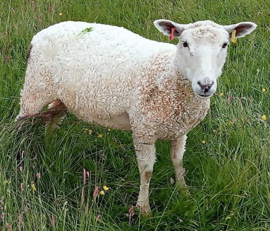 Image 1 of 2 x Gotland cross shearling ewes