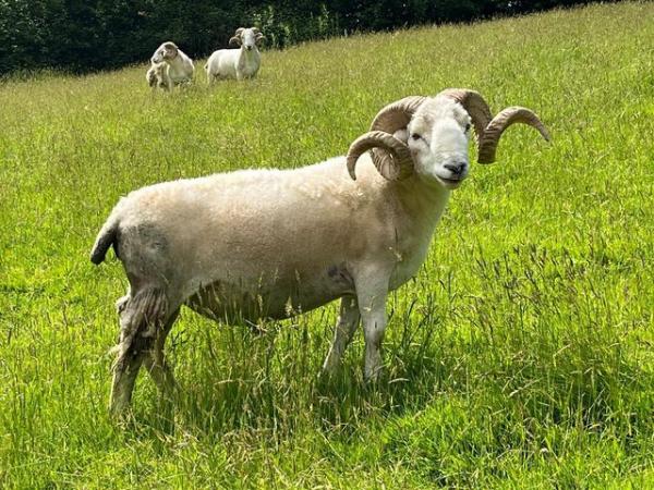 Image 1 of Wiltshire Horn 3-year old ram