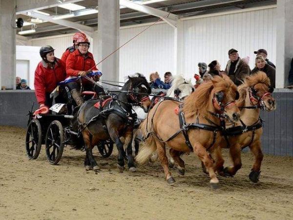 Image 1 of Breaking to harness,Shetland ponies and miniature horses