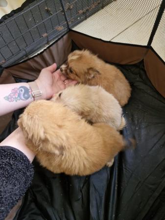Image 10 of 2x Male Pomchi Puppies for Sale!