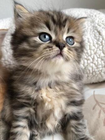 Image 3 of Stunning Siberian Kittens!