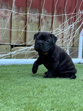 Image 10 of Gorgeous Blue Siras Staffie x Shar Pei pups for sale