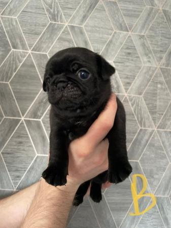 Image 12 of Beautiful pug puppies for sale.