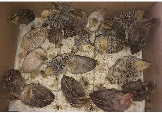 Image 16 of SEXED QUAILS/IN JUNE/28TH MAY !