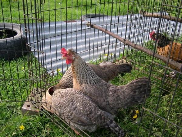 Image 1 of Chickens - Poultry - Cream Legbars - Oswestry Shropshire