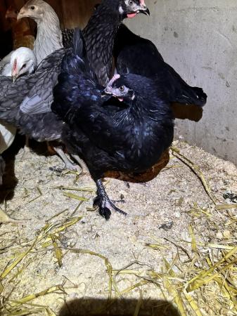 Image 2 of 16 week old POL hybrid pullets chickens
