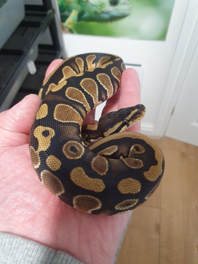 Preview of the first image of Royal python female 100% het pied 2023.