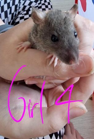 Image 24 of Friendly Female Rat Babies