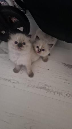 Image 1 of Chunky Ragdoll Kittens (Ready Soon)