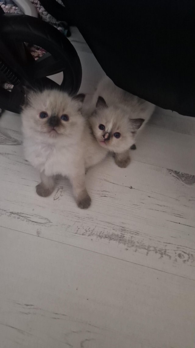 Preview of the first image of Chunky Ragdoll Kittens (Ready Soon).