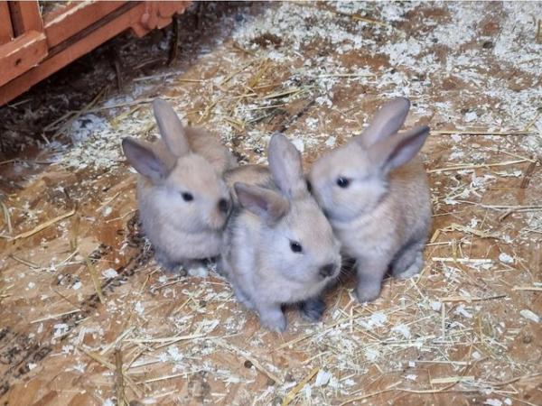 Image 3 of French Lops 11 weeks old Rabbits