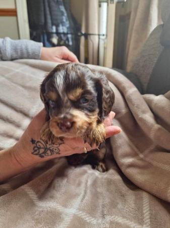 Image 15 of Cocker spaniel puppies for sale