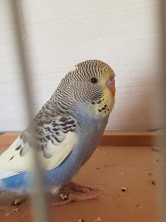 Image 2 of Baby Budgies for sale. 8 Weeks old.