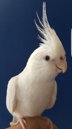 Image 3 of LOOKING FOR "QUIFF", MALE COCKATIEL, SOLD IN 2018/19