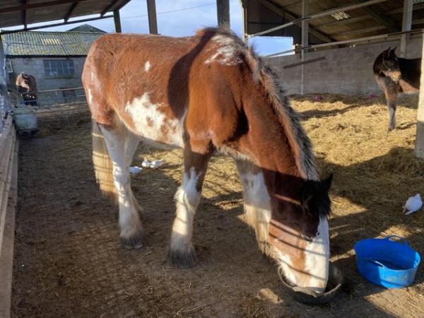 Image 3 of 2 yr old Clydesdale gelding looking for forever home
