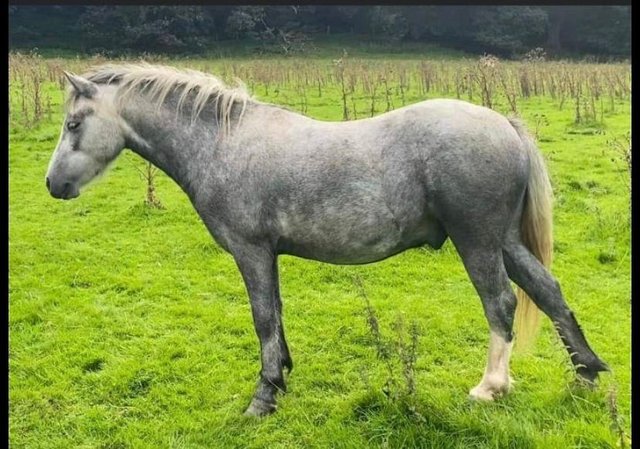 Preview of the first image of Welsh sec A gelding, 5 years ** SOLD**.