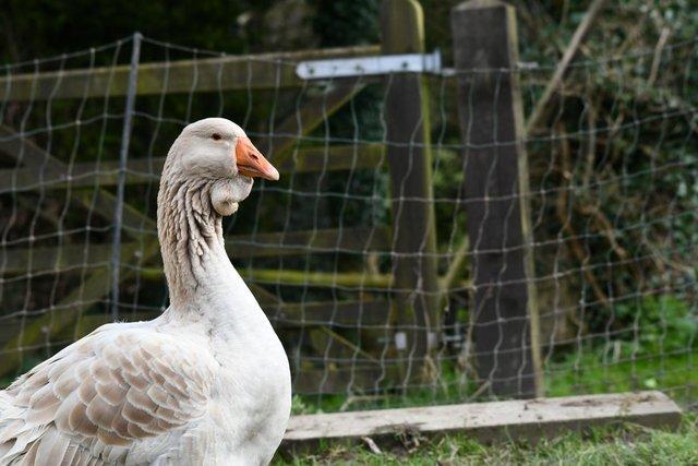 Image 1 of Goose hatching eggs - dewlap Toulouse and Sebastopols