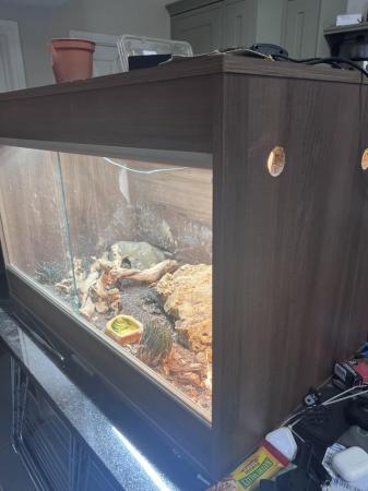 Image 6 of 3 year old leopard gecko