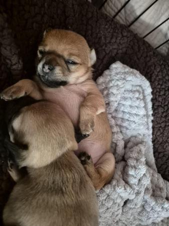 Image 18 of STUNNINGFemale Apple Head Chihuahua For Sale