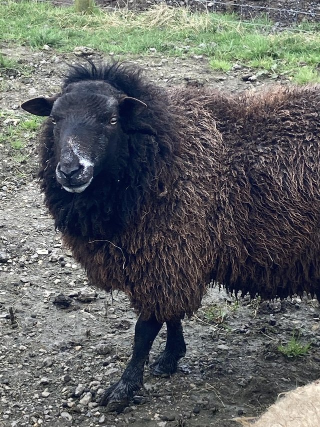 Preview of the first image of Handsome zwartbles cross ram. Well mannered..