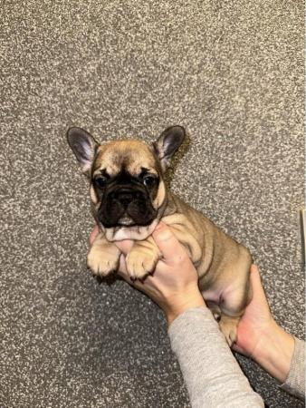 Image 5 of French Bulldogs puppies
