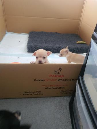 Image 14 of Beautiful smooth coat chihuahua puppies for sale