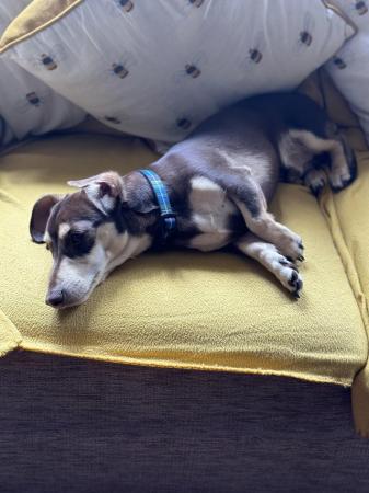 Image 11 of One year old miniature dachshund boy
