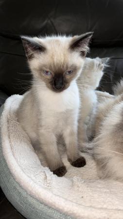 Image 6 of 12 week old male Seal Colourpoint Ragdoll kitten for sale