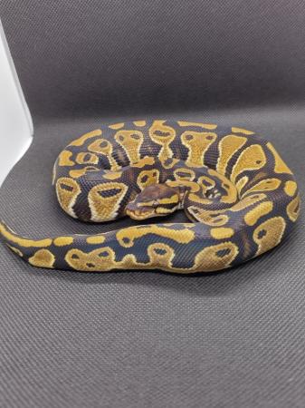 Image 3 of Male Royal Pythons for sale mix of ages/prices