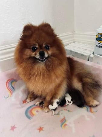 Image 2 of Ready to leave 8th June Last Female  KC Pomeranian puppies