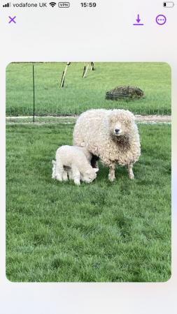 Image 3 of Grey faced Dartmoor sheep