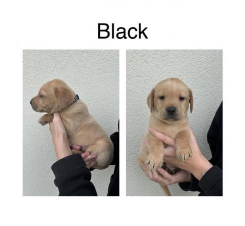 Image 3 of Labrador Puppies For Sale(Mobile correct now,was wrong)
