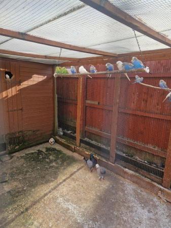 Image 6 of Blue and green budgies for sale