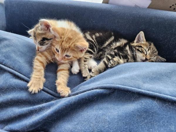 Image 2 of Kittens for sale, 2 tabby female left