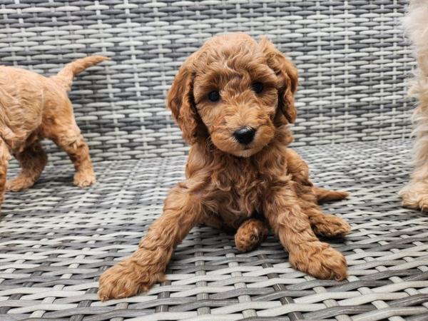 Image 25 of GORGEOUS COCKAPOO PUPPIES FOR SALE