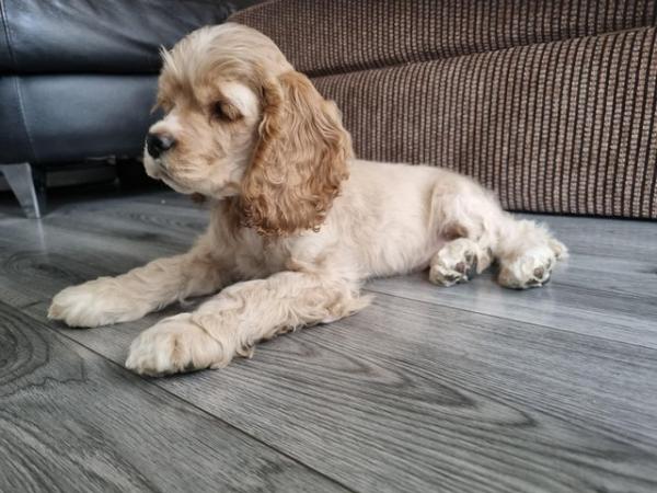 Image 1 of REDUCED!KC retered Pedigree American cocker spaniel puppies
