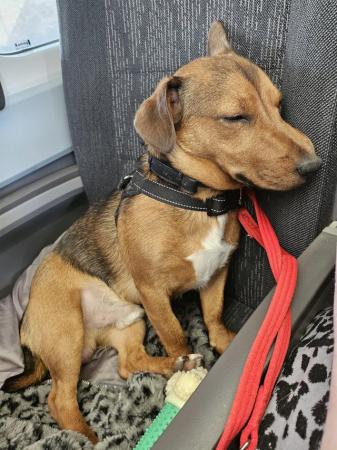 Image 1 of 16 month old Patterjack looking for a five star home