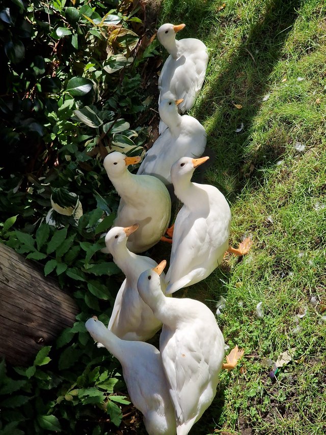 Preview of the first image of 11 months old white pekin ducks for sale.