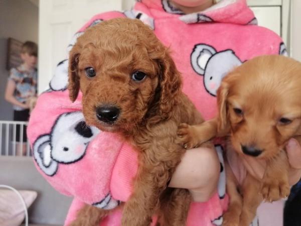 Image 11 of F1 COCKAPOO PUPPYS READY TO LEAVE