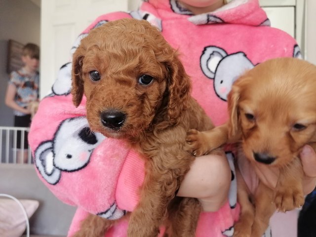 Preview of the first image of F1 COCKAPOO PUPPIES BEAUTIFUL COLOURS.