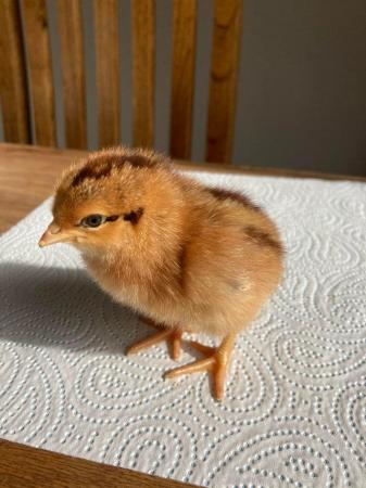 Image 3 of Fertile hatching eggs Rhode Island Red large fowl quality