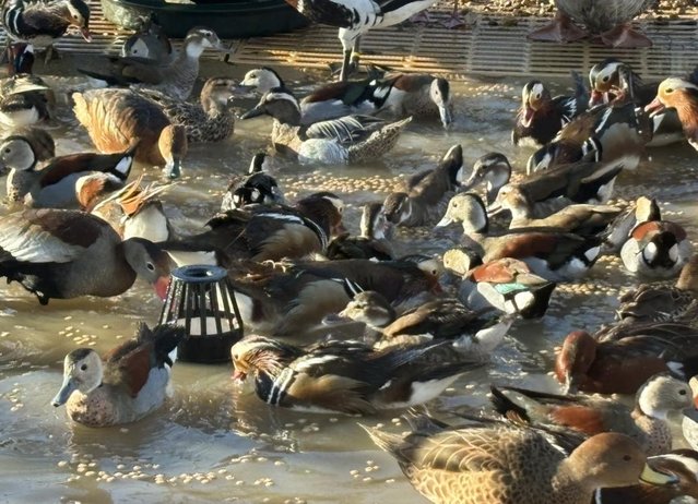 Preview of the first image of Various ducks , geese and swans.
