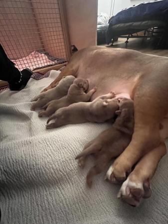 Image 6 of Pocket bully puppies for sale abkc registered
